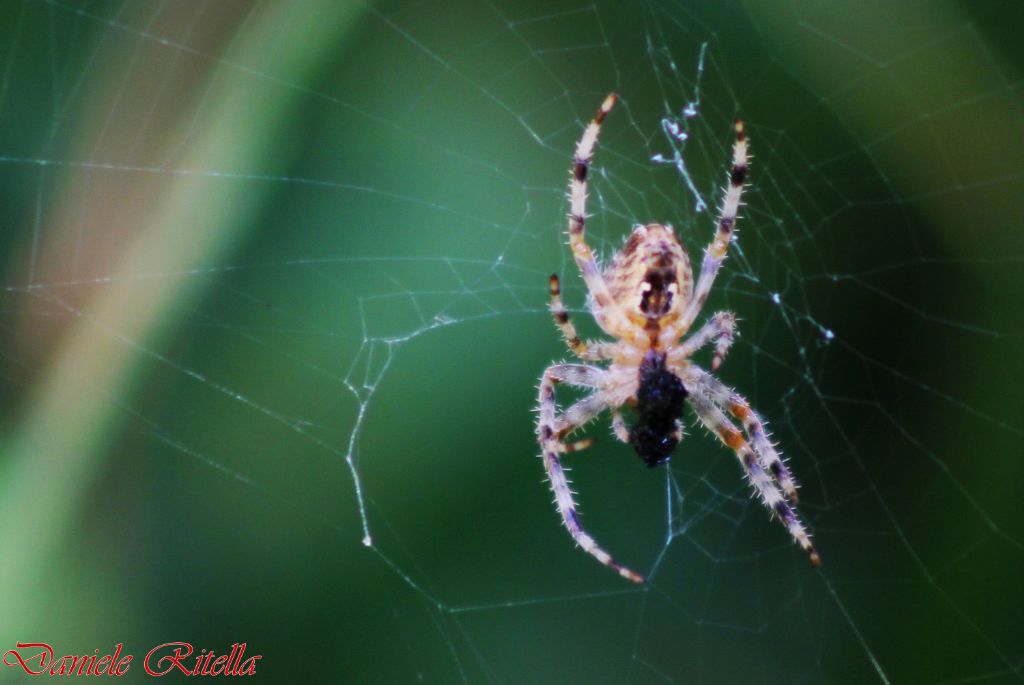 Araneus diadematus - Capriati a Volturno (CE)